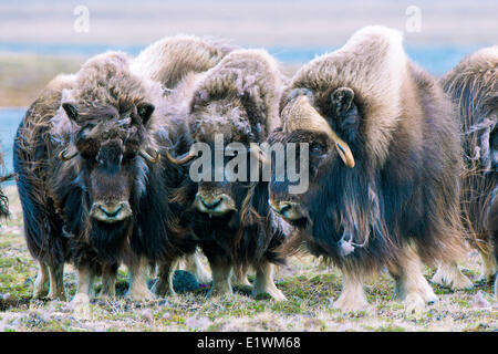 Boeuf musqué (Ovibos moschatus) troupeau, île Victoria, Nunavut, Canada l'Arctique Banque D'Images