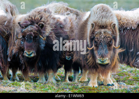 Boeuf musqué (Ovibos moschatus) troupeau, île Victoria, Nunavut, Canada l'Arctique Banque D'Images