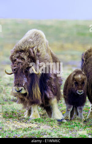 Boeuf musqué (Ovibos moschatus) Mère & veau, île Victoria, Nunavut, Canada l'Arctique Banque D'Images