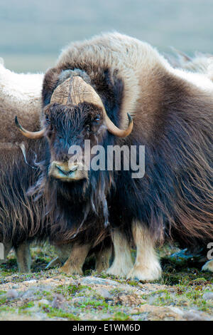 Boeuf musqué (Ovibos moschatus) Bull, île Victoria, Nunavut, Canada l'Arctique Banque D'Images