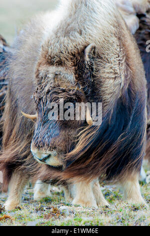 Boeuf musqué (Ovibos moschatus) Bull, île Victoria, Nunavut, Canada l'Arctique Banque D'Images