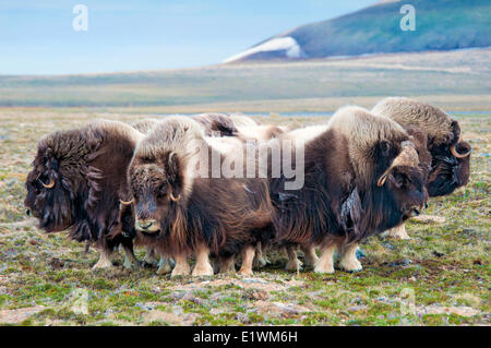 Boeuf musqué (Ovibos moschatus) troupeau, île Victoria, Nunavut, Canada l'Arctique Banque D'Images