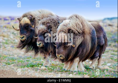 Boeuf musqué (Ovibos moschatus) taureaux, île Victoria, Nunavut, Canada l'Arctique Banque D'Images