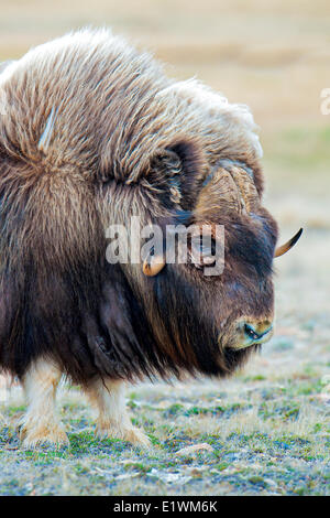 Boeuf musqué (Ovibos moschatus) Bull, île Victoria, Nunavut, Canada l'Arctique Banque D'Images