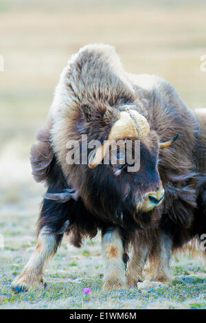 Boeuf musqué (Ovibos moschatus) Bull, île Victoria, Nunavut, Canada l'Arctique Banque D'Images