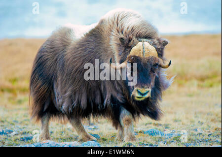 Boeuf musqué (Ovibos moschatus) Bull, île Victoria, Nunavut, Canada l'Arctique Banque D'Images