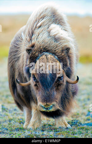 Boeuf musqué (Ovibos moschatus) Bull, île Victoria, Nunavut, Canada l'Arctique Banque D'Images