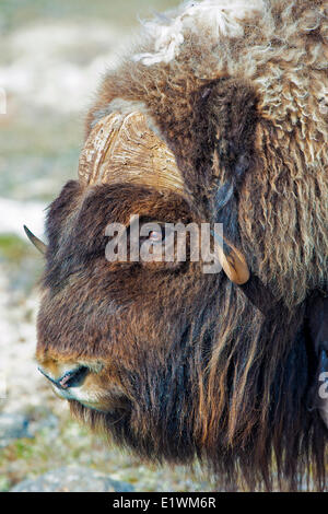Boeuf musqué (Ovibos moschatus) Bull, île Victoria, Nunavut, Canada l'Arctique Banque D'Images