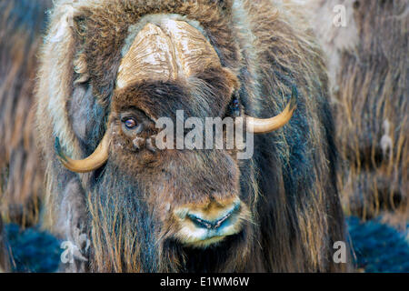Boeuf musqué (Ovibos moschatus) Bull, île Victoria, Nunavut, Canada l'Arctique Banque D'Images