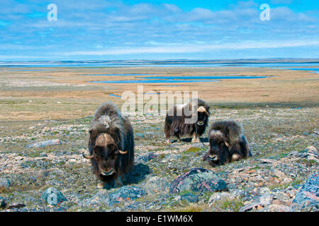 Boeuf musqué (Ovibos moschatus) taureaux, île Victoria, Nunavut, Canada l'Arctique Banque D'Images