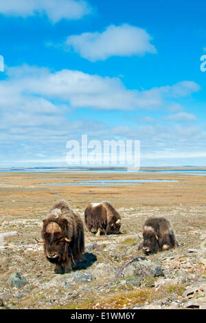 Boeuf musqué (Ovibos moschatus) taureaux, île Victoria, Nunavut, Canada l'Arctique Banque D'Images