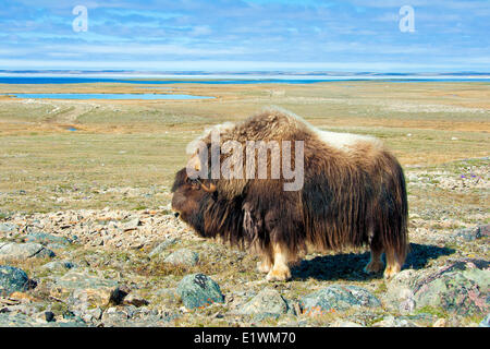 Boeuf musqué (Ovibos moschatus) Bull, île Victoria, Nunavut, Canada l'Arctique Banque D'Images