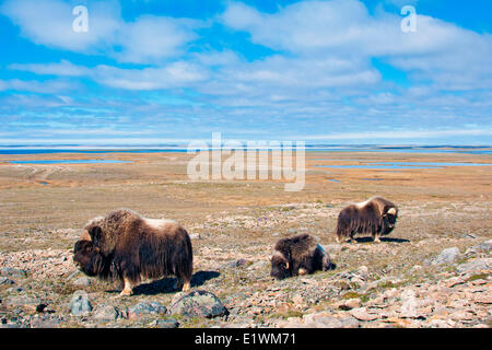 Boeuf musqué (Ovibos moschatus) taureaux, île Victoria, Nunavut, Canada l'Arctique Banque D'Images