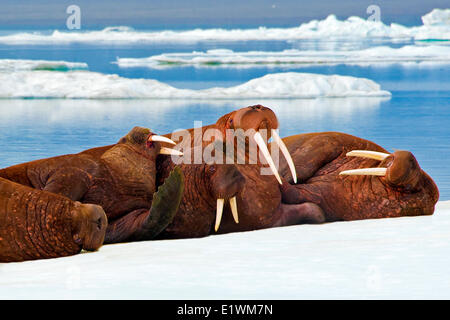Morse du Pacifique, (Odobenus rosmarus), sortir sur la glace de mer de l'Arctique canadien, Banque D'Images