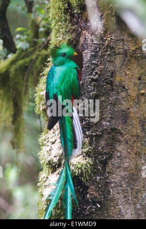 Quetzal resplendissant (Pharomachrus mocinno) perché sur une branche au Costa Rica. Banque D'Images