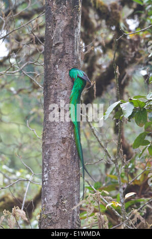 Quetzal resplendissant (Pharomachrus mocinno) perché sur une branche au Costa Rica. Banque D'Images