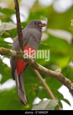 Trogon à queue vineuse (Trogon massena) perché sur une branche au Costa Rica, Amérique centrale. Banque D'Images