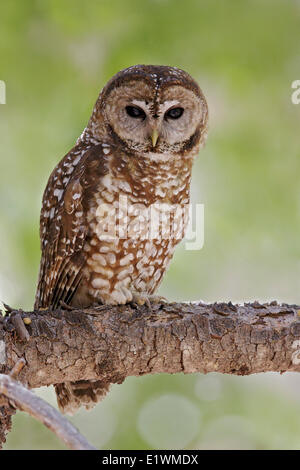 Spotted Owl (Strix occidentalis) perché sur une branche dans le sud de l'Arizona, USA. Banque D'Images