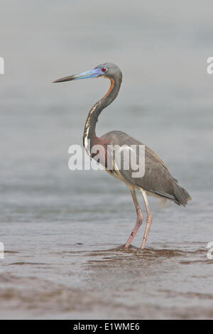 Aigrette tricolore (Egretta tricolor) nourrir le long de la rive d'un fleuve au Costa Rica, Amérique centrale. Banque D'Images