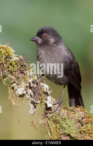 Yellow-thighed Finch (Pselliophorus tibialis) perché sur une branche au Costa Rica, Amérique centrale. Banque D'Images