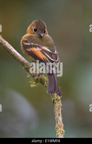 Moucherolle cannelle (Pyrrhomyias cinnamomea) perché sur une branche en Equateur, l'Amérique du Sud. Banque D'Images