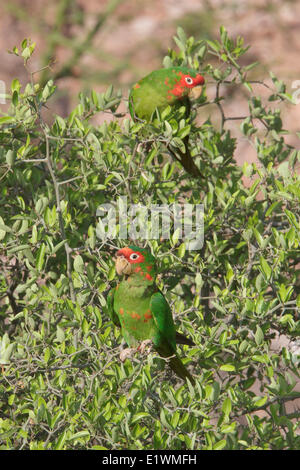 Perruche à onglets (Aratinga mitrata) perché sur une branche en Bolivie, l'Amérique du Sud. Banque D'Images