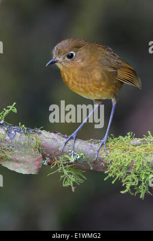 Grallaire (Grallaria rufula roux) perché sur une branche en Bolivie, l'Amérique du Sud. Banque D'Images