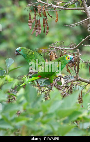 À front bleu (Amazona aestiva) Amazon perché sur une branche en Bolivie, l'Amérique du Sud. Banque D'Images