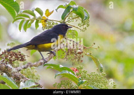 Noir et jaune (soyeux Phainoptila melanoxantha) perché sur une branche au Costa Rica, Amérique centrale. Banque D'Images