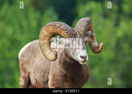 Mouflons, Ram (Ovis canadensis), Banff National Park, Alberta, Canada Banque D'Images