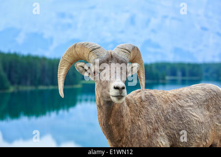 Bighorn (Ovis canadensis), Banff National Park, Alberta, Canada Banque D'Images