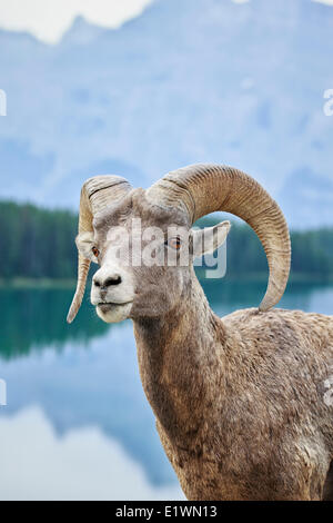 Bighorn (Ovis canadensis), Banff National Park, Alberta, Canada Banque D'Images