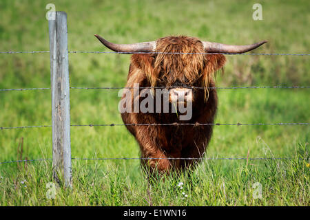 Highland cattle dans la région de Kananaskis, Alberta, Canada Banque D'Images