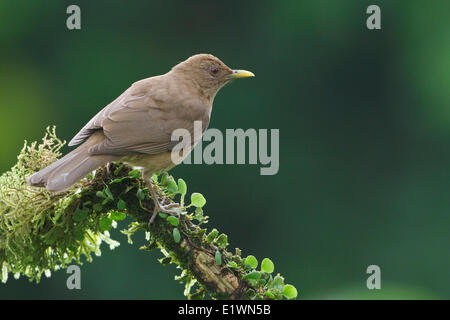 Couleur de l'argile (Turdus grayi) perché sur une branche au Costa Rica, Amérique centrale. Banque D'Images