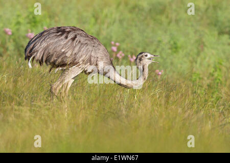 Nandou (Rhea americana) perché sur le terrain en Bolivie, l'Amérique du Sud. Banque D'Images