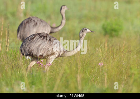 Nandou (Rhea americana) perché sur le terrain en Bolivie, l'Amérique du Sud. Banque D'Images