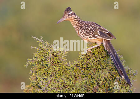 Une plus grande (Geococcyx californianus) Roadrunner perché sur une branche dans le sud de l'Arizona, USA. Banque D'Images