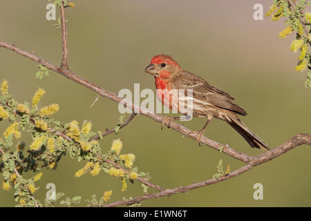 Roselin familier (Carpodacus mexicanus) perché sur une branche dans le sud de l'Arizona, USA. Banque D'Images