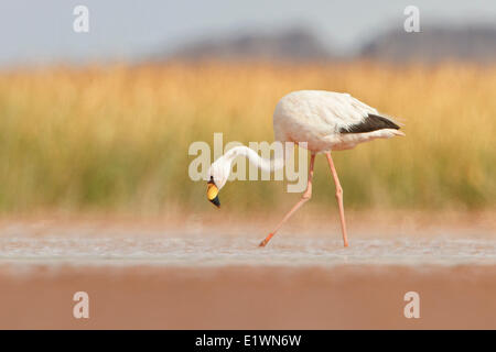 James's Flamingo (Phoenicopterus jamesi) dans une zone humide en Bolivie, l'Amérique du Sud. Banque D'Images