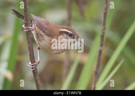 Mountain Wren (Troglodytes solstitialis) perché sur une branche en Bolivie, l'Amérique du Sud. Banque D'Images