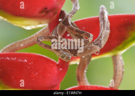 Blunt dirigé vine snake perché sur une branche au Costa Rica, Amérique centrale. Banque D'Images