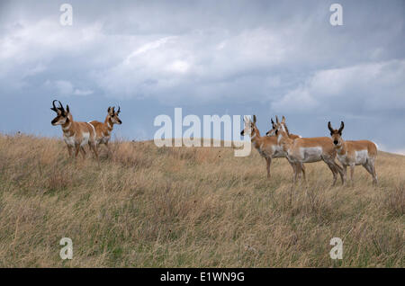 Petit troupeau de l'antilope d'Amérique (Antilocapra americana) dans les hautes herbes des prairies. Custer State Park, South Dakota, USA Banque D'Images