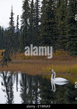 Les cygnes trompettes (Cygnus buccinator), Colorado Lake, Alaska, USA Banque D'Images