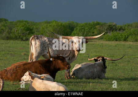 Troupeau de bovins Texas Longhorn au repos en été champ vert. Au Texas, en Amérique du Nord. Banque D'Images