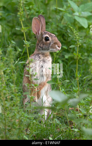 Lapin lapin debout dans la végétation verte, (Sylvilagus floridanus), près de Rockport, Maine, USA Banque D'Images