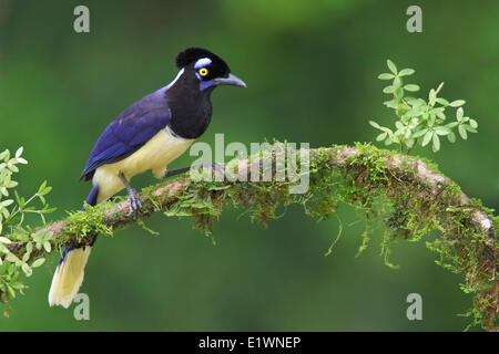 Plush-crested Jay (Cyanocorax chrysops) perché sur une branche en Bolivie, l'Amérique du Sud. Banque D'Images