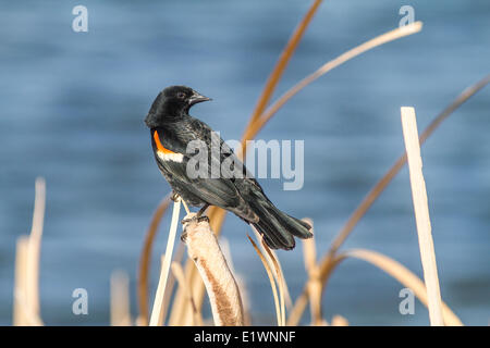 Carouge à épaulettes (Agelaius phoeniceus) assis sur les roseaux dans la lumière du soleil. Frank Lake, Alberta, Canada Banque D'Images