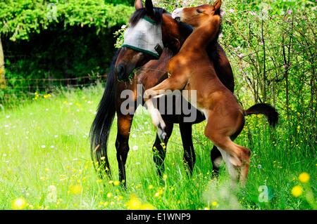 Une semaine deux vieux poulain se lève sur ses pattes arrière à côté de sa mère. Le poulain est Standard 1/2 et 1/2 quarter horse. Banque D'Images