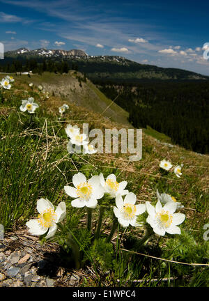 Une grappe de fleurs Anémone pulsatille de l'Ouest poussent le long de la piste de pinceau dans l'E.C. Le parc provincial Manning, C.-B., Canada. Banque D'Images