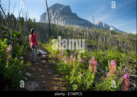 Un randonneur fait une pause pour observer l'incendie qui s'est produite dans la région il y a de nombreuses années le long du sentier du glacier Stanley. Communiqué de modèle Banque D'Images